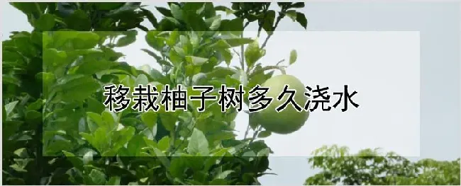 移栽柚子树多久浇水 | 自然知识