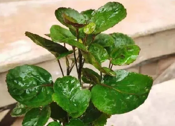 植物施肥|金钱兜施肥用什么肥料最好 盆栽金钱兜喜欢的两大肥料