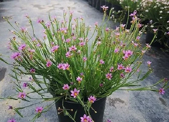 植物百科|鸢尾耐阴吗