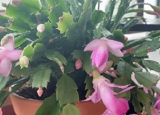 冬天植物|蟹爪兰怕冷吗（蟹爪兰冬天怕冻吗，适合多少最低温度）