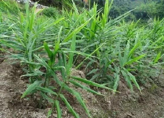 生长环境|生姜适合什么地方种植