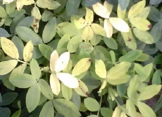 植物病害|花生黄叶病的原因及治疗处理方法