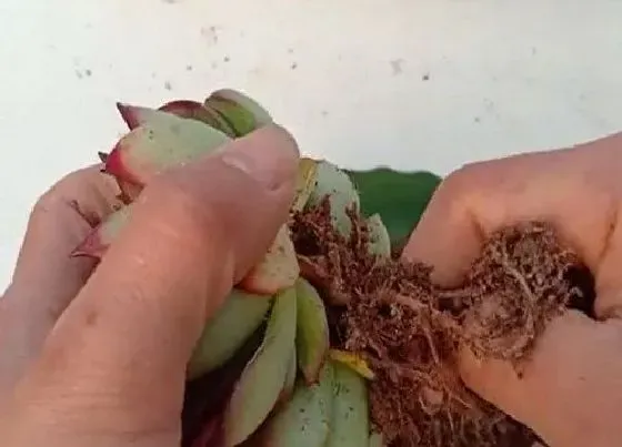 种植土壤|多肉植物种植方法步骤 正确栽植多肉的详细步骤图解