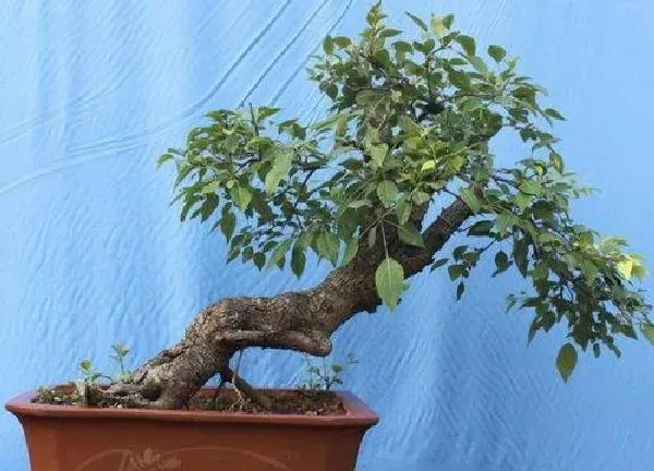 植物移栽|盆景什么时候换盆最好 盆栽几月份换盆合适