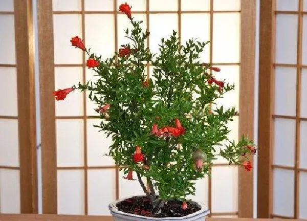 养殖方法|盆栽石榴花怎么养才长得好 石榴花盆景的养殖方法和注意事项