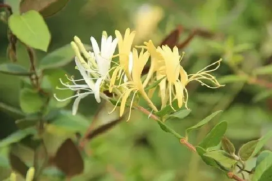 掉叶子|金银花冬天落叶吗 冬季掉叶是怎么回事