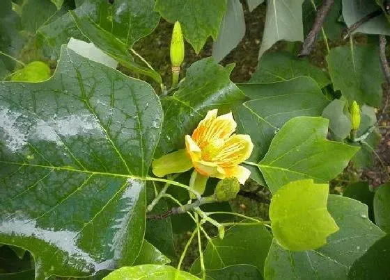 树干|鹅掌楸木是什么木材