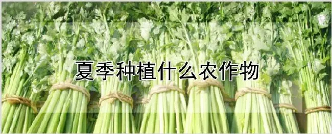 夏季种植什么农作物 | 耕种资料