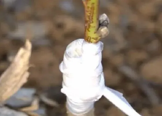 植物修剪|桃树怎么剪枝 修剪技术图解