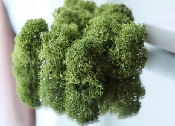 冬天植物|苔藓耐多少度低温