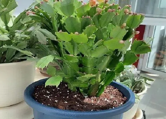 不开花|蟹爪兰不开花怎么回事 原因及处理方法