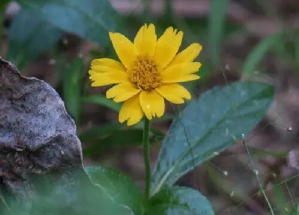 养殖科普|菊花喜欢太阳吗