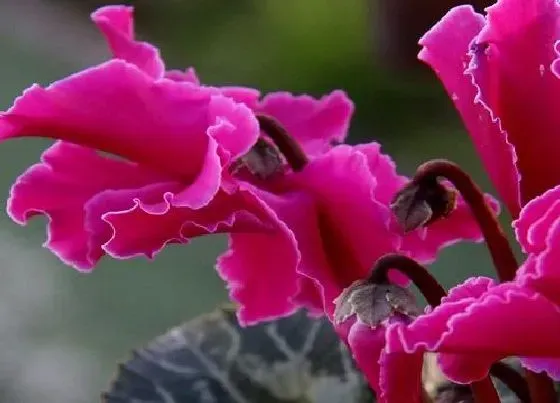 花语|什么花的花语是愧疚