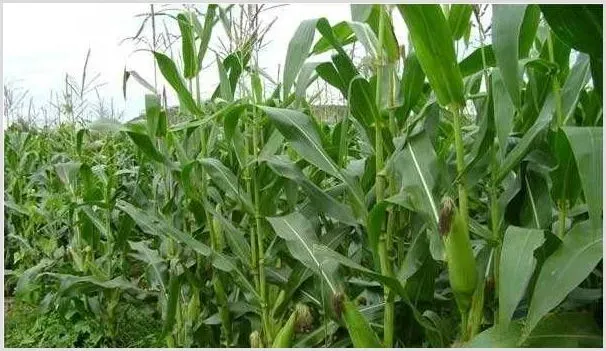 种植课堂：玉米施肥方法和用量 | 农业技术