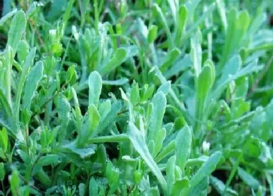 植物百科|水牛草又叫什么名称