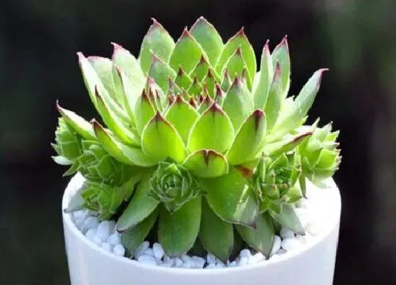 植物种类|耐阴小盆栽有哪些 常见的室内耐阴盆栽植物