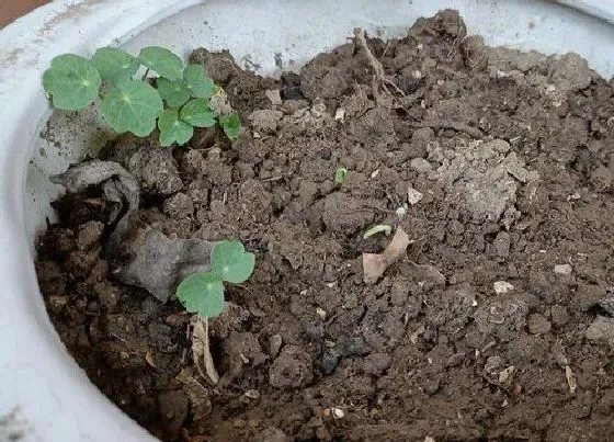 植物播种|莲花种子怎么种植方法