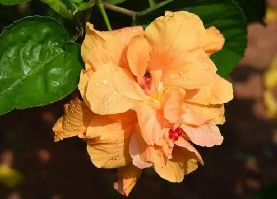 植物百科|扶桑花什么人不能养