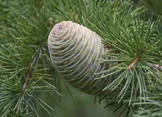 植物种类|雪松是木本植物吗