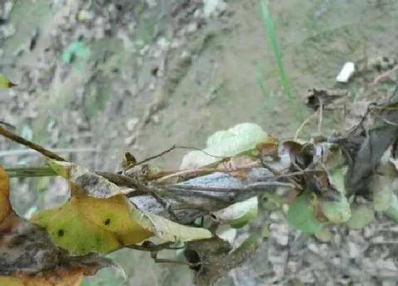 植物病害|山药炭疽病发病原因及治疗方法