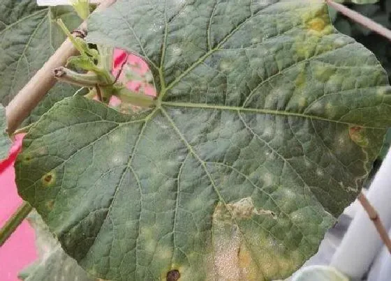 植物病害|葫芦花叶病症状及防治方法