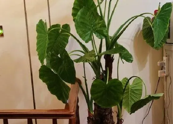 植物毒性|滴水莲花有毒吗 适合放在家里吗