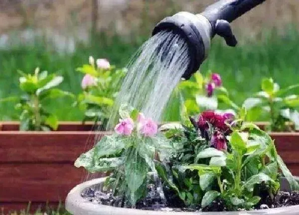 植物浇水|白酒浇花的正确方法 用白酒浇花有什么好处