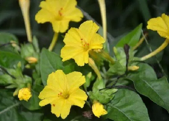 生长环境|胭脂花开花温度多少度