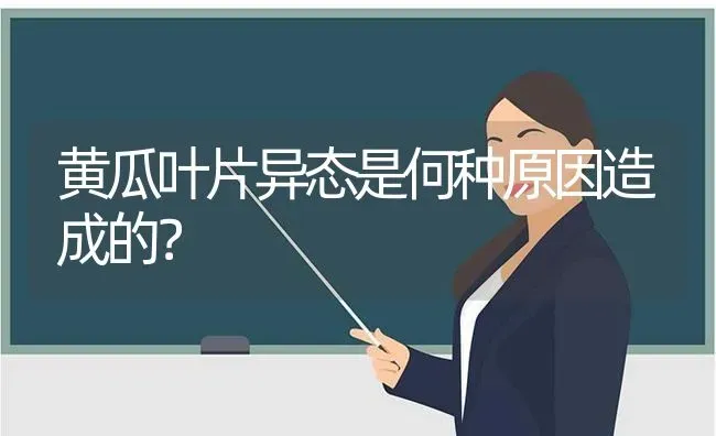 黄瓜叶片异态是何种原因造成的？ | 蔬菜种植