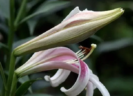 植物百科|百合花生长在什么地方