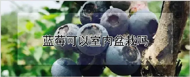 蓝莓可以室内盆栽吗 | 养殖技术