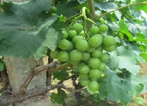 植物施肥|葡萄园怎么施肥最省力，葡萄园不同阶段施肥的正确方法）