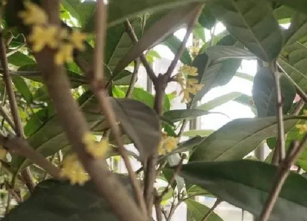 养殖方法|四季桂花的养殖方法和注意事项有哪些