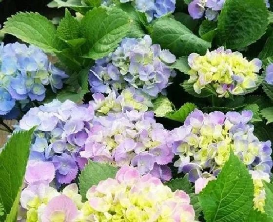 种植土壤|绣球配土方法与比例 用什么土养最合适