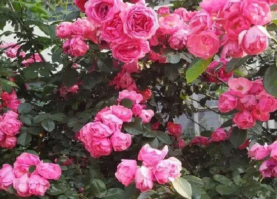 植物种类|安吉拉月季是藤本还是灌木