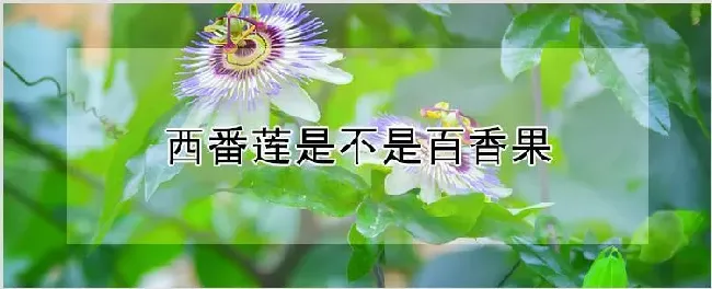 西番莲是不是百香果 | 种植资料