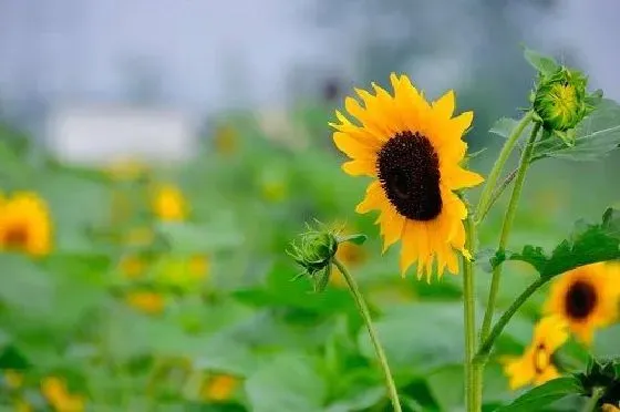 果实科普|向日葵几月开花结果 什么时候开花结果