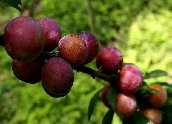 种植管理|李子树几年结果实