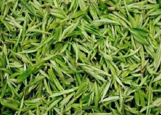 食用常识|清明茶属于什么茶 属于清明节时候的茶类