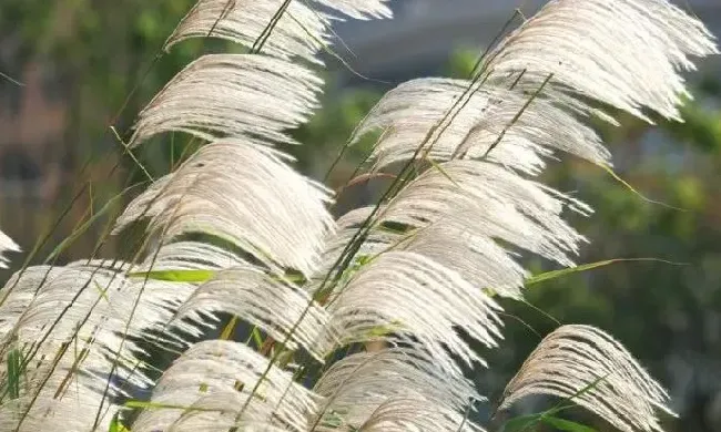 植物百科|荻花和芦苇花的区别图片（和芦苇花相似的花叫什么）