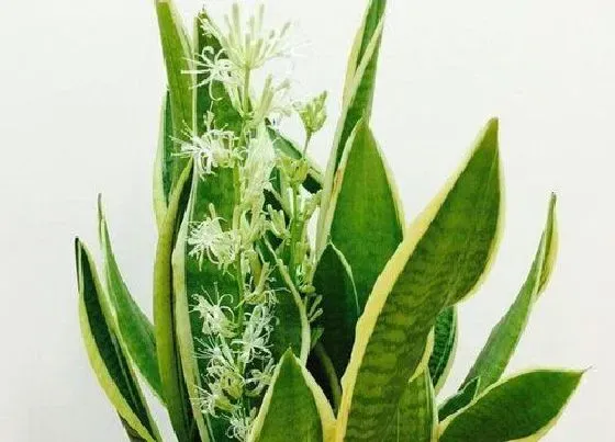 植物毒性|虎皮兰开花有毒吗 虎皮兰开花有香味对身体有害吗
