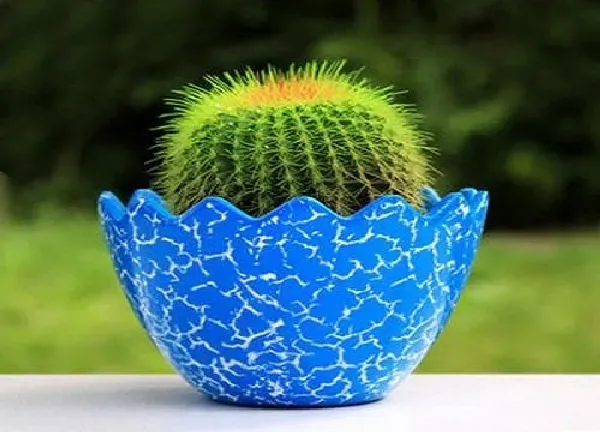 植物移栽|金虎仙人球用深盆还是浅盆好 适合用多深的盆养殖