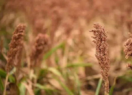 果实成熟|高粱什么时候成熟