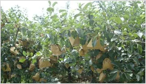 各类果树套袋时间及套袋技巧 | 农业技术