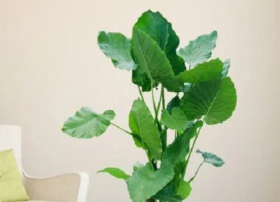 植物毒性|滴水莲花有毒吗 适合放在家里吗