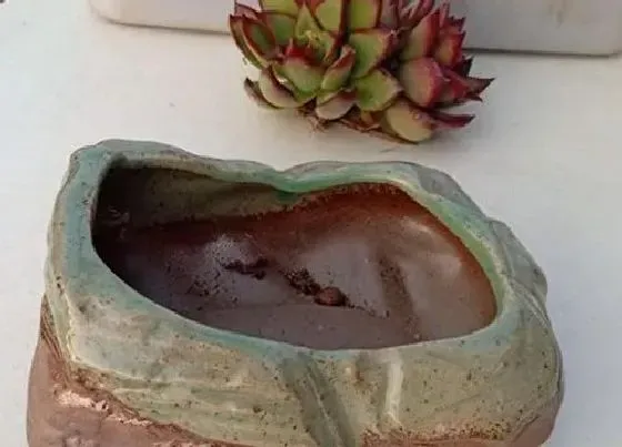 种植土壤|多肉植物种植方法步骤 正确栽植多肉的详细步骤图解