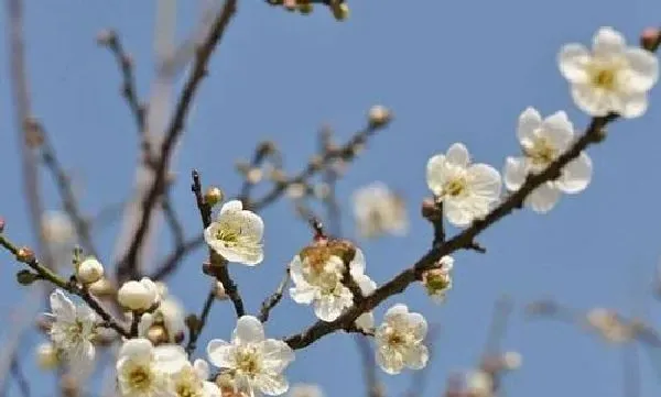 养殖科普|腊梅喜阴还是喜阳光的植物 可以晒太阳吗