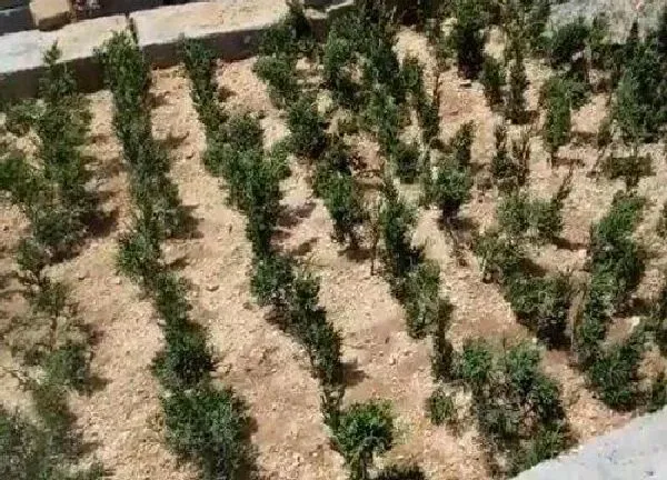植物扦插|白皮松几月份扦插最好