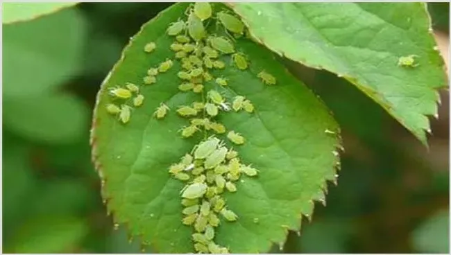 枸杞蚜虫怎么防治？出现了怎么办 | 种植病虫害