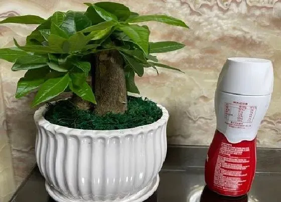 花语|发财树花语象征与寓意